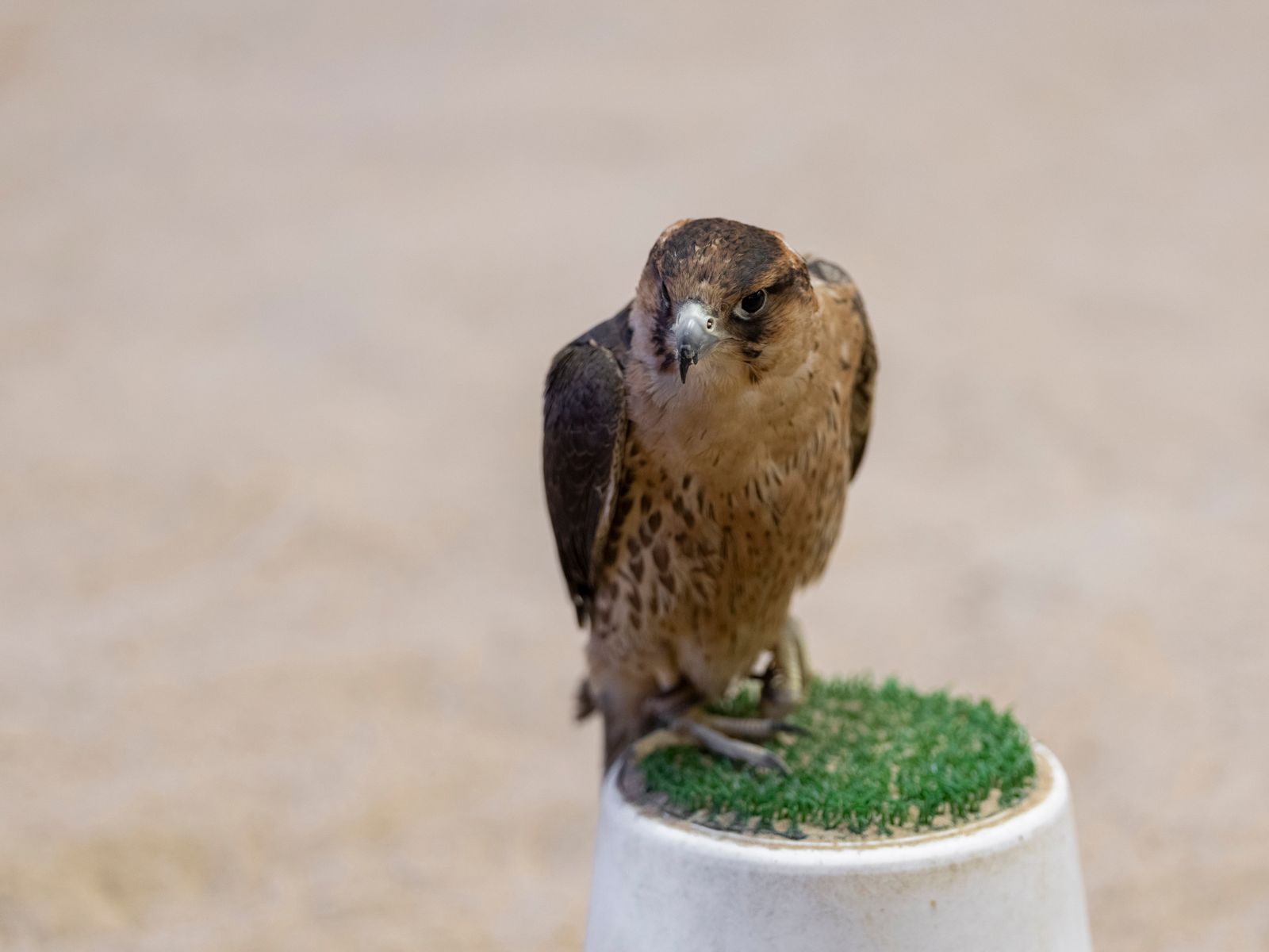 Falcon Souq